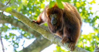 Como macaco extinto há 260 anos voltou a Florianópolis