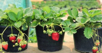 Plantando Frutas em Vasos: Guia Prático Para Um Pomar em Casa