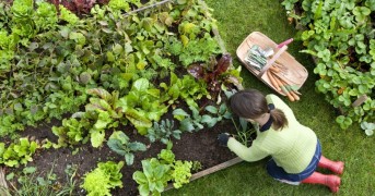 Guia Completo Para Plantar Hortaliças Orgânicas No Quintal