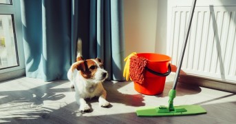 Dicas Essenciais Para Quem Tem Pets Em Casa, Que Vão Te Surpreender!