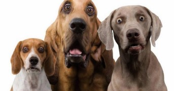 10 Coisas Incríveis Que Você Não Sabia Que Seu Cachorro Pode Sentir!