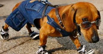 A Incrível Relação Entre o Comportamento do Seu Pet e a Sua Personalidade