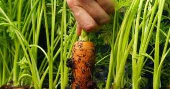 Passo a Passo Para Plantar Cenouras e Outros Vegetais de Raiz em Casa