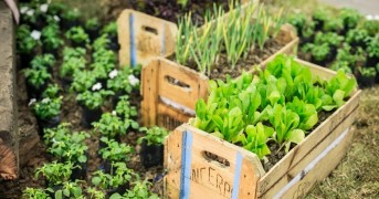 O Segredo Para Cultivar Hortaliças Saudáveis o Ano Todo