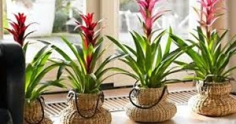 Plantas de Interior: As Melhores Espécies para Decorar e Purificar o Ambiente