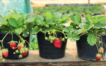 Plantando Frutas em Vasos: Guia Prático Para Um Pomar em Casa