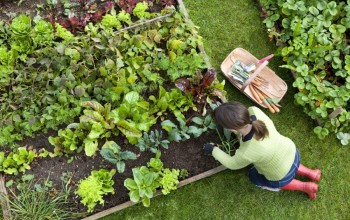 Guia Completo Para Plantar Hortaliças Orgânicas No Quintal