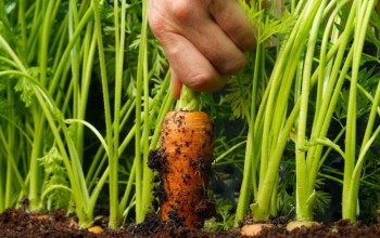 Passo a Passo Para Plantar Cenouras e Outros Vegetais de Raiz em Casa