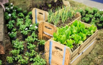 O Segredo Para Cultivar Hortaliças Saudáveis o Ano Todo