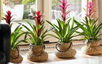 Plantas de Interior: As Melhores Espécies para Decorar e Purificar o Ambiente