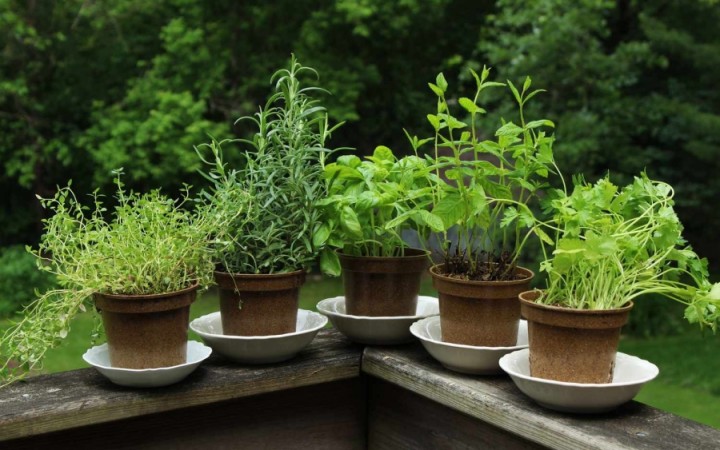 Ervas Aromáticas Na Horta: Como Plantar e Cuidar Para Ter Sempre à Mão