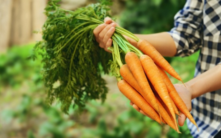 Passo a Passo Para Plantar Cenouras e Outros Vegetais de Raiz em Casa