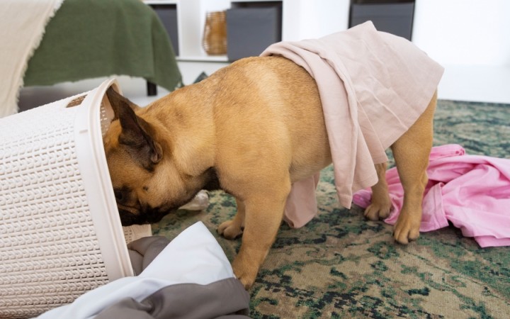 A Incrível Relação Entre o Comportamento do Seu Pet e a Sua Personalidade