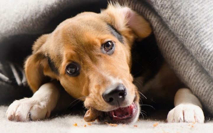 Por Que Seu Cachorro Faz Isso? O Guia Completo de Comportamento Canino