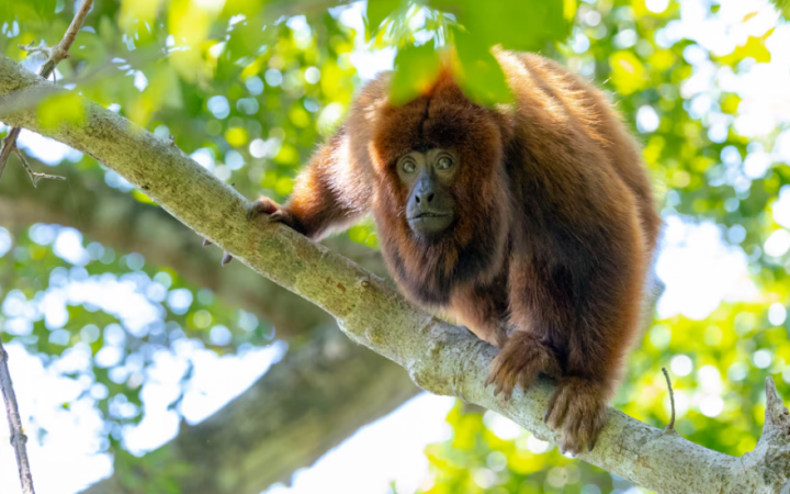 Como macaco extinto há 260 anos voltou a Florianópolis