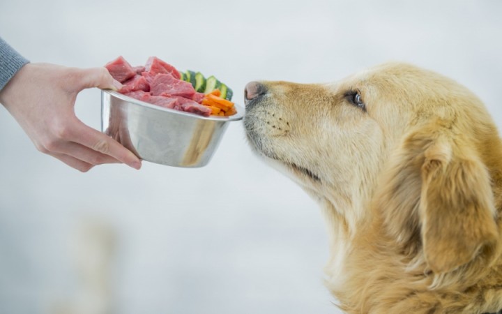 Você Está Alimentando Seu Pet Errado? O Que a Ciência Diz!