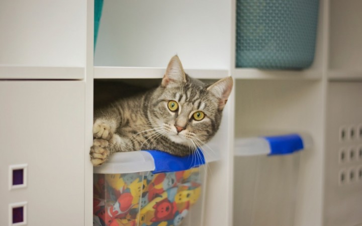 O Que Realmente Acontece Quando Você Deixa Seu Gato Sozinho em Casa?