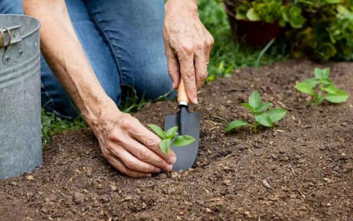 Plante e Colha: As Melhores Épocas Para Cultivar Vegetais Na Sua Horta