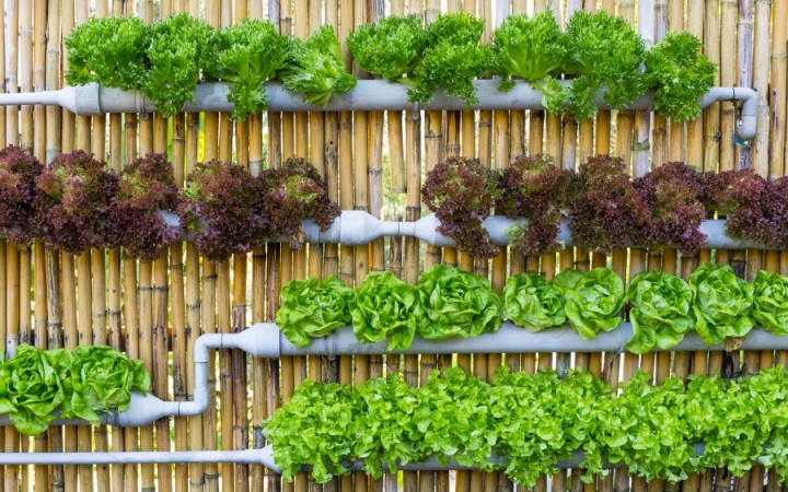 Horta em Casa: Como Começar Seu Próprio Cantinho Verde com Pouco Espaço