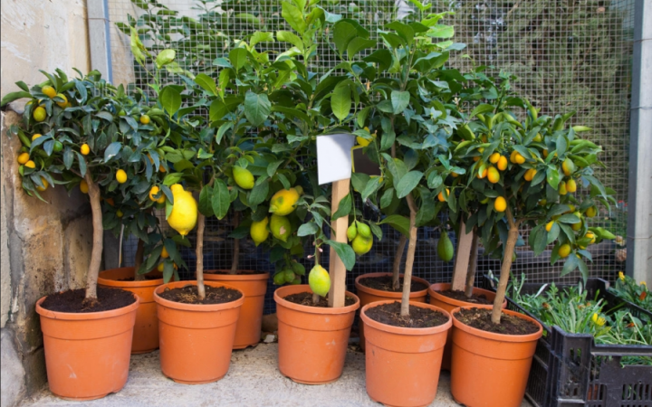 Plantando Frutas em Vasos: Guia Prático Para Um Pomar em Casa