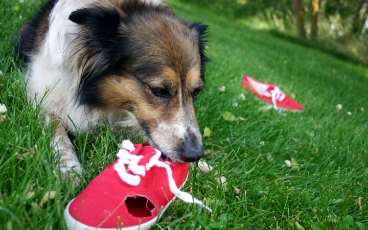 Por Que Seu Cachorro Faz Isso? O Guia Completo de Comportamento Canino