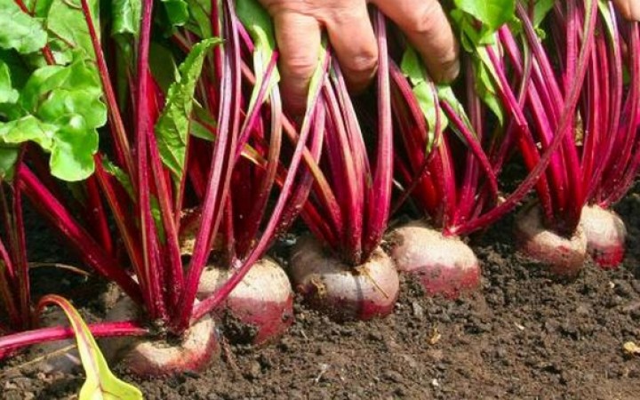 Passo a Passo Para Plantar Cenouras e Outros Vegetais de Raiz em Casa