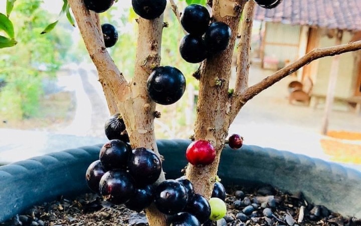 Plantando Frutas em Vasos: Guia Prático Para Um Pomar em Casa