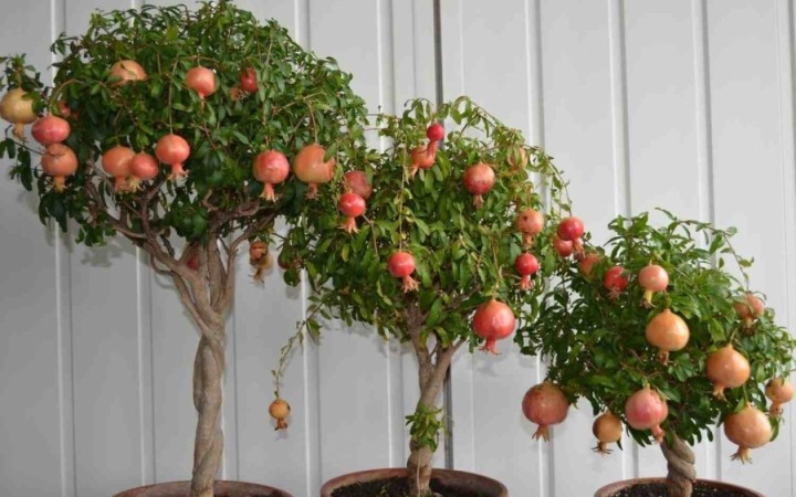 Plantando Frutas em Vasos: Guia Prático Para Um Pomar em Casa