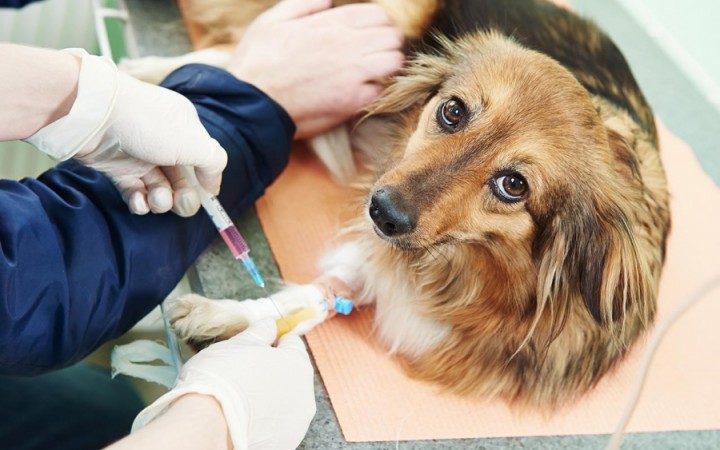 5 Segredos Ocultos Sobre a Saúde dos Cães Que Ninguém Te Contou