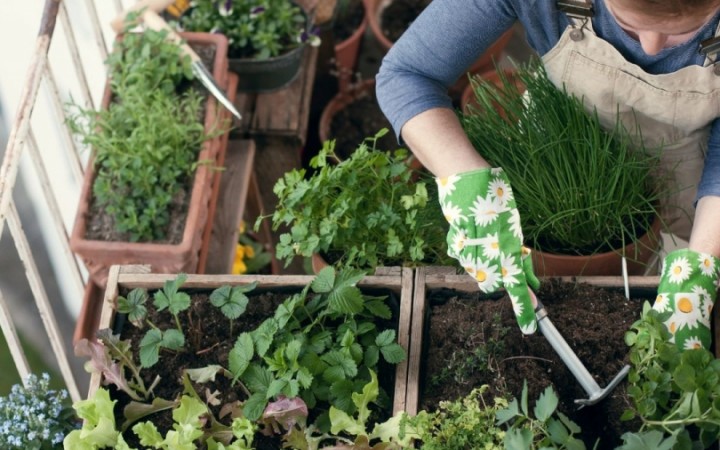 Horta em Casa: Como Começar Seu Próprio Cantinho Verde com Pouco Espaço