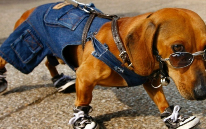 A Incrível Relação Entre o Comportamento do Seu Pet e a Sua Personalidade