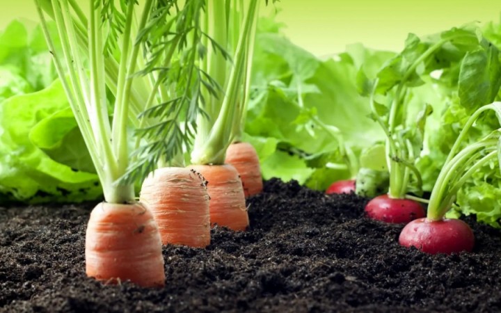 Passo a Passo Para Plantar Cenouras e Outros Vegetais de Raiz em Casa