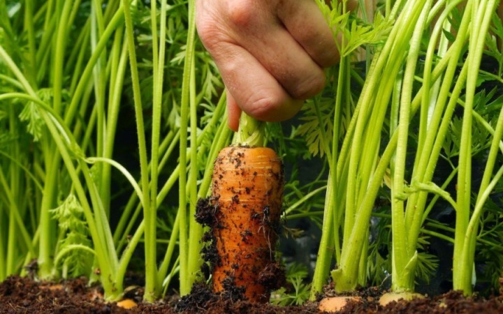 Passo a Passo Para Plantar Cenouras e Outros Vegetais de Raiz em Casa